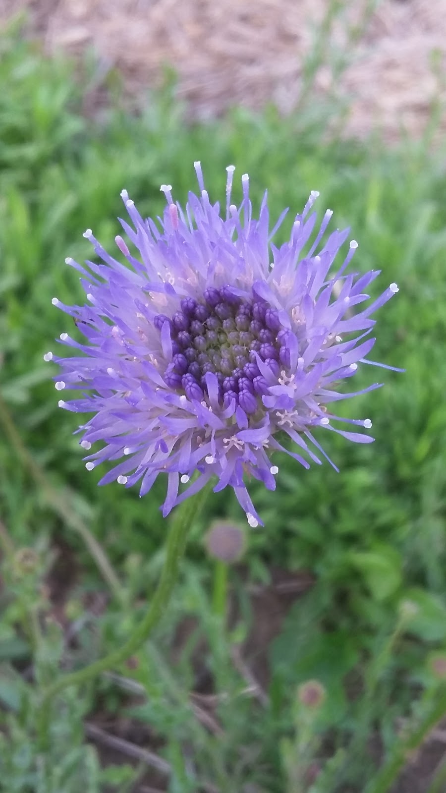 The Passionate Gardener | 1018 Southwood Rd, Severn Bridge, ON P0E 1N0, Canada | Phone: (705) 331-7850