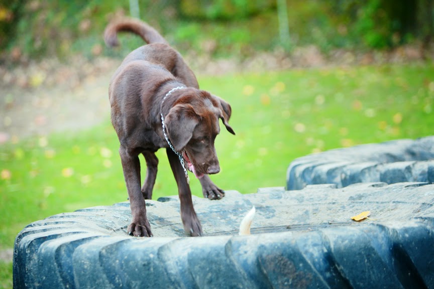 Ruff Stuff Dog Services | 1730 Vernon Dr, Vancouver, BC V6A 3T8, Canada | Phone: (604) 877-8075