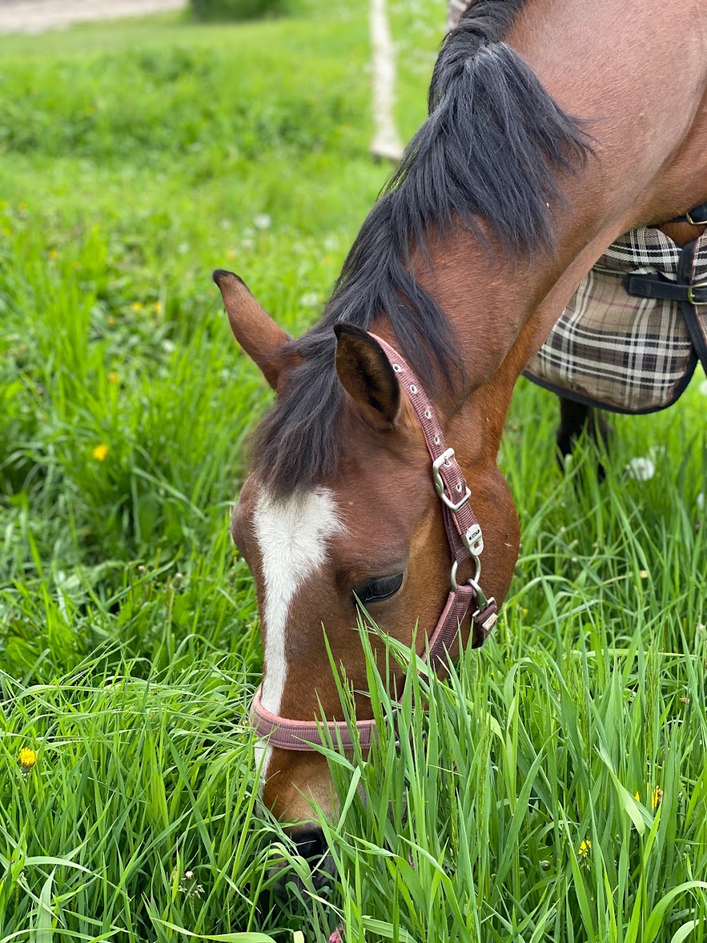 EPIC Stables | 257001 112 St W, Alberta T1S 0W1, Canada | Phone: (403) 702-4337