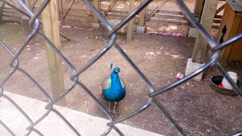 Queens Park petting farm | Unnamed Road, New Westminster, BC V3L, Canada, Canada | Phone: (604) 777-5111