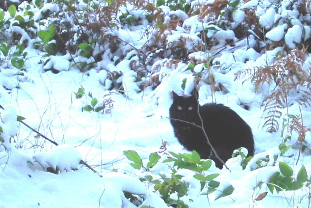 CatSpan Ferals Registered Charity | Box 64 STN Main, Nanoose Bay, BC V9P 9J9, Canada | Phone: (250) 240-7702