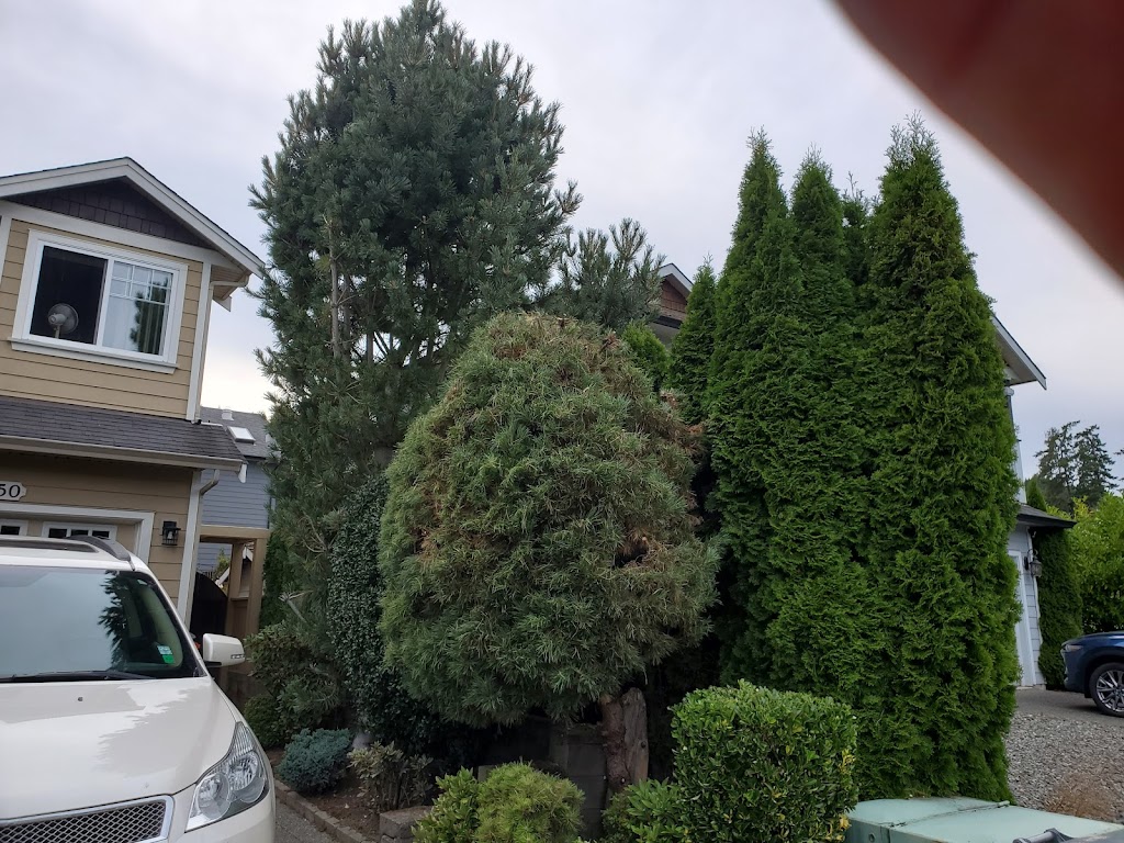 Elevated Tree Service | 681 Seedtree Rd, Sooke, BC V9Z 1C2, Canada | Phone: (778) 400-2072