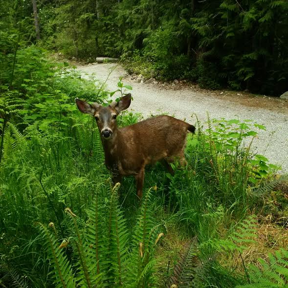Moon Dance Vacation - The Cabin & The Perch | 5761 Mount Daniel View Rd, Madeira Park, BC V0N 2H1, Canada | Phone: (604) 841-5805