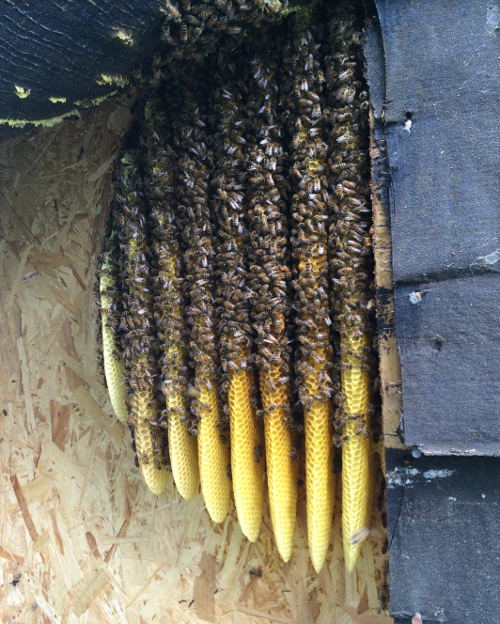 Bee Friendly Removal Service | 6037 Old Guide Rd, Bellingham, WA 98226, USA | Phone: (360) 303-6220