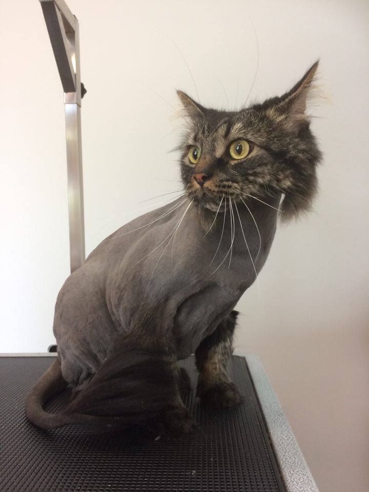 Salon Miss Lady | 1930 Rue de lInterlude, Québec, QC G3K 0R6, Canada | Phone: (418) 843-4721