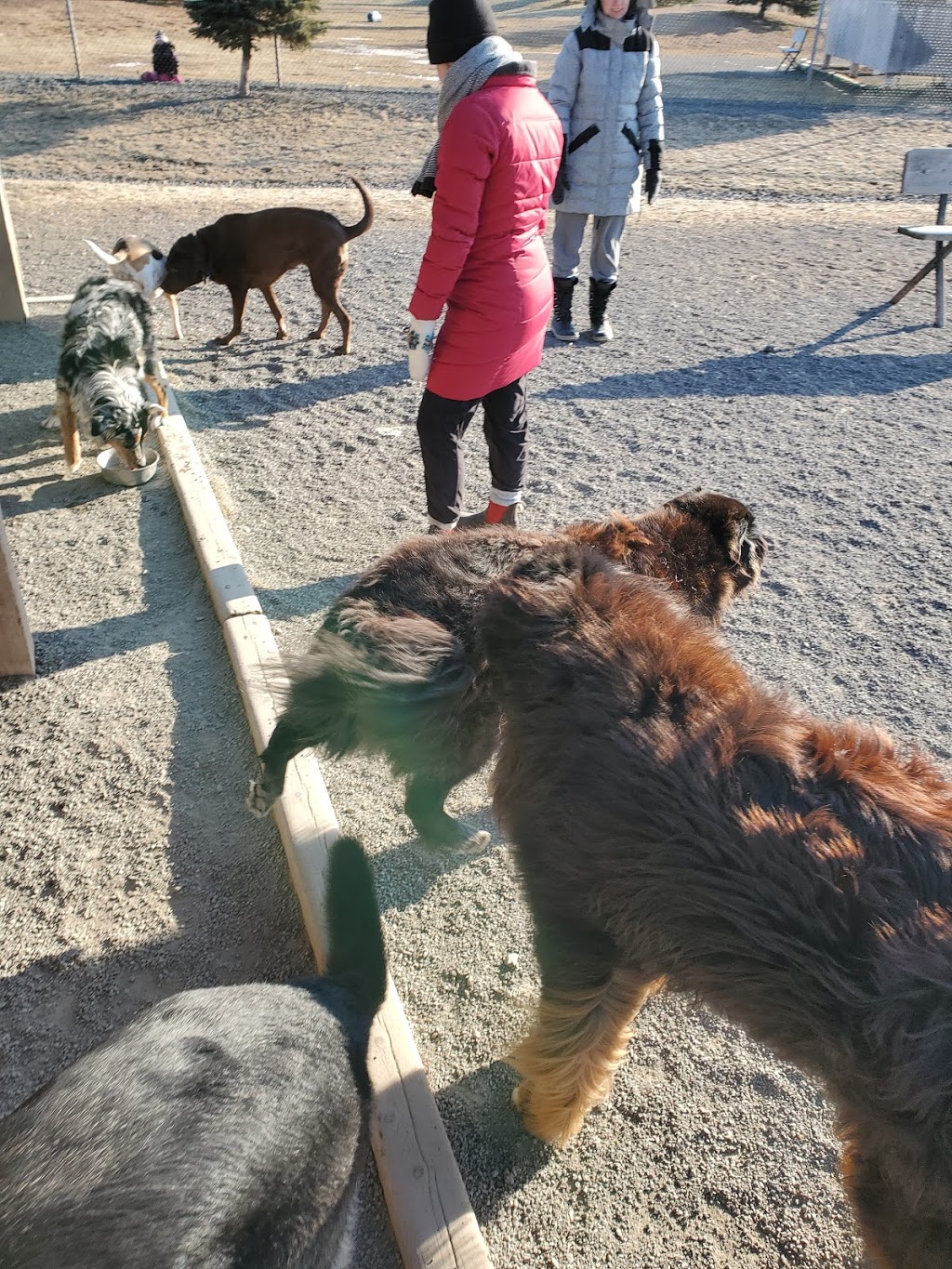Isaacs Run Dog Park | 199 Lakeside Dr, Riverview, NB E1B, Canada | Phone: 387-2030