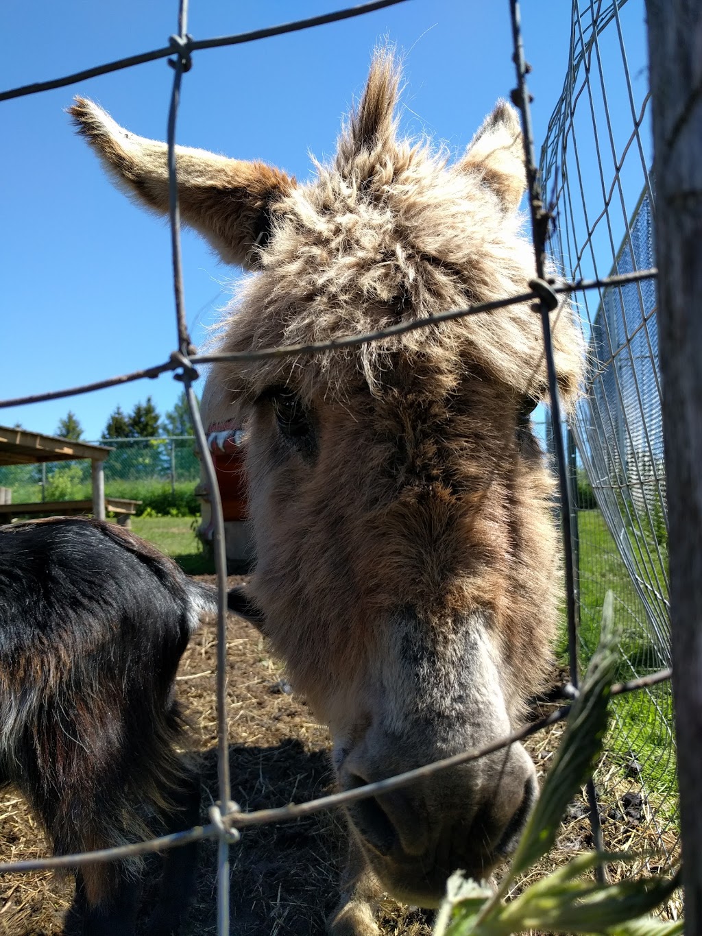 Safari Zoo Camp | 3667 Concession Rd 6, Orono, ON L0B 1M0, Canada | Phone: (905) 983-8217