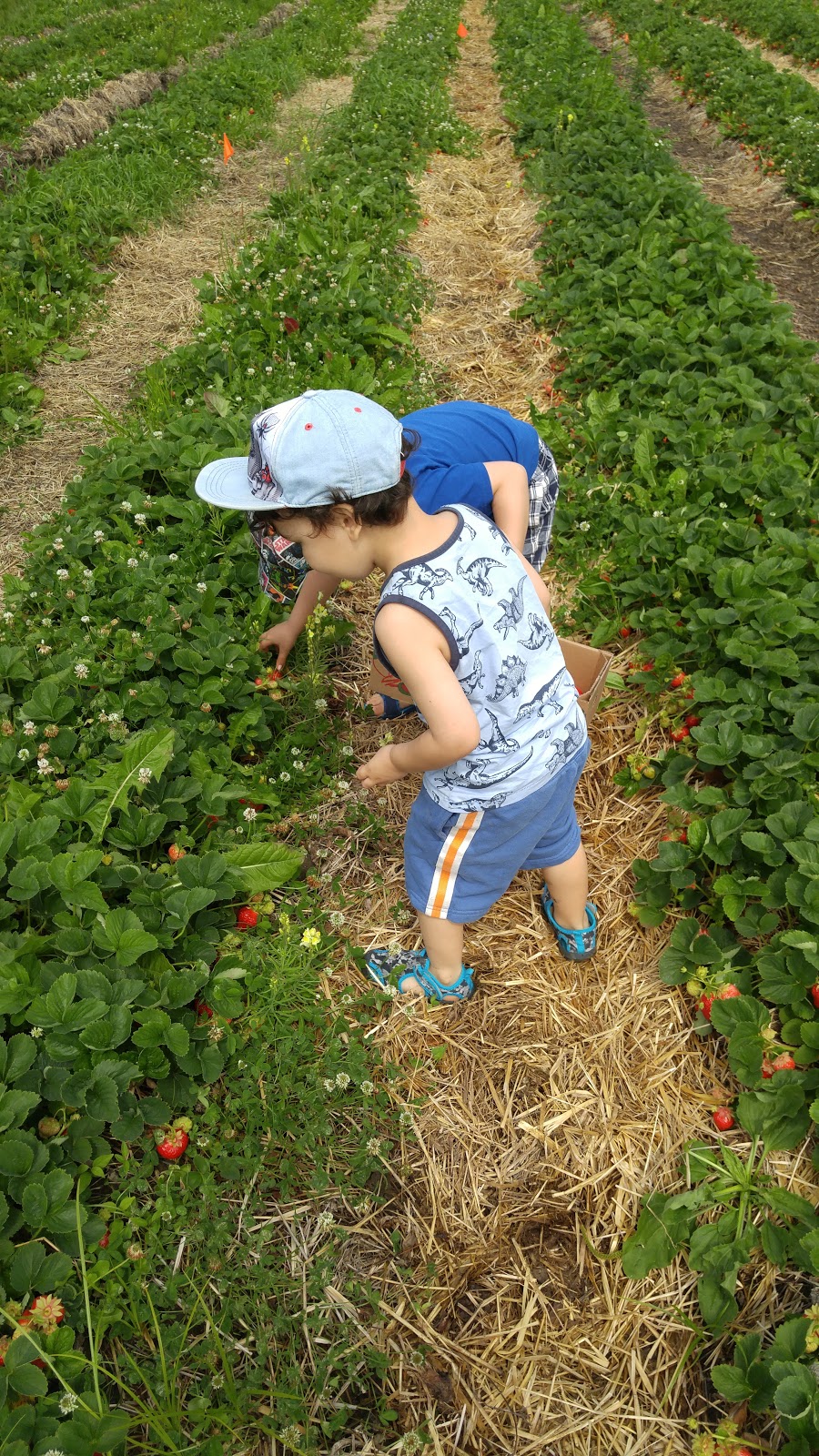 Ferme Horticole Gagnon | 8600 Chemin Sainte-Marguerite, Trois-Rivières, QC G9A 5C9, Canada | Phone: (819) 377-2360