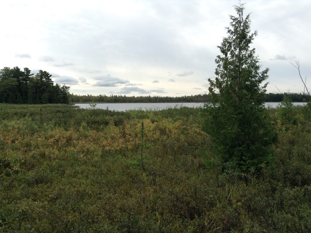 Greenock Swamp Wetland Complex | Greenock Swamp Wetland Complex, Chepstow, ON N0G 1K0, Canada | Phone: (519) 367-3040