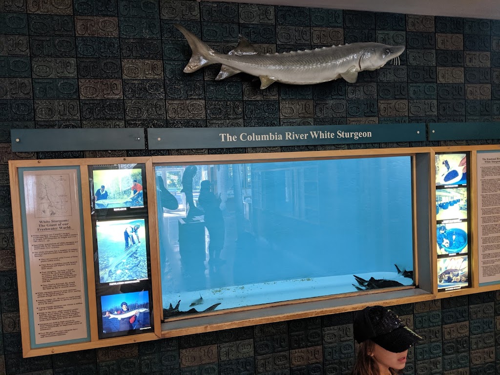 Kootenay Trout Hatchery & Visitor Centre | Fenwick Rd, Wardner, BC V0B 2J0, Canada | Phone: (250) 429-3214