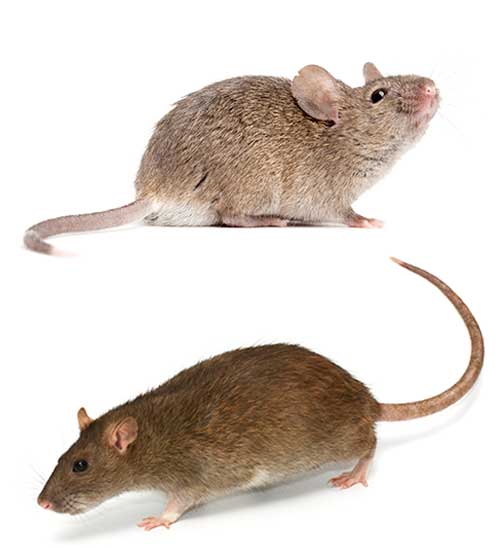 Super Pest Control Inc | 34 Scarletwood St, Stoney Creek, ON L8J 0K8, Canada | Phone: (416) 898-0333