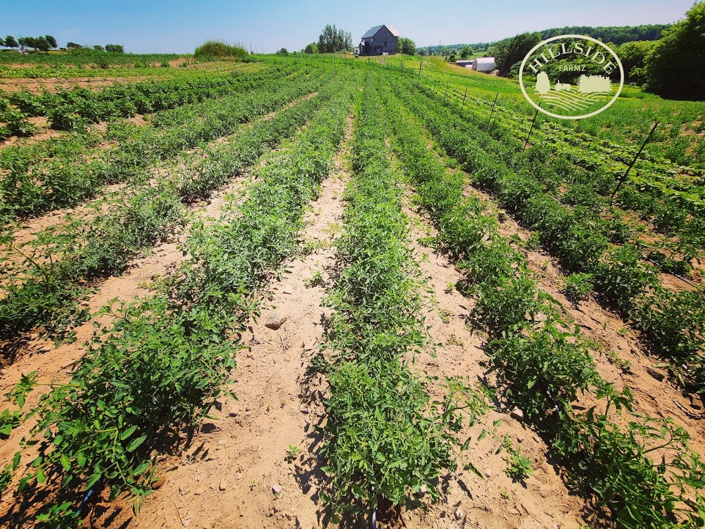Hillside Farmz | 938666 Airport Rd, Mulmur, ON L9V 0M1, Canada | Phone: (705) 984-3276