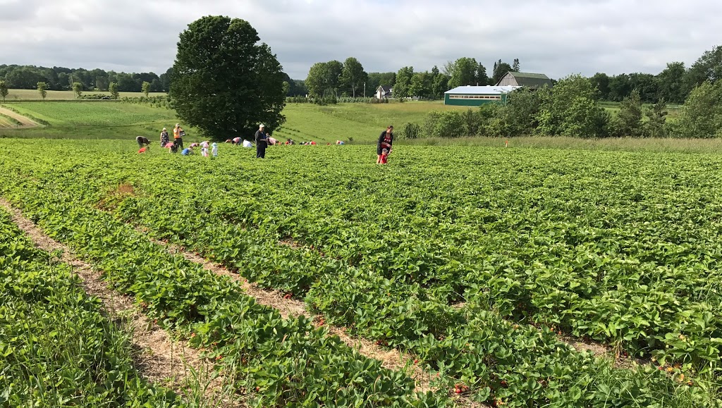 Coulson Ridge Farm | 82 Horseshoe Valley Rd E, Oro Station, ON L0L 2E0, Canada | Phone: (705) 326-9922