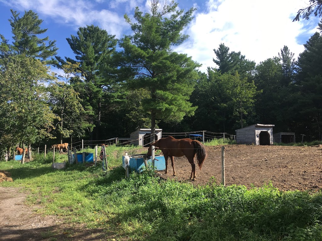 Le Domaine Équestre Gaïa - Centre équestre, pension pour chevaux | 100 Rang Saint-Pierre E, Sherrington, QC J0L 2N0, Canada | Phone: (514) 814-6848