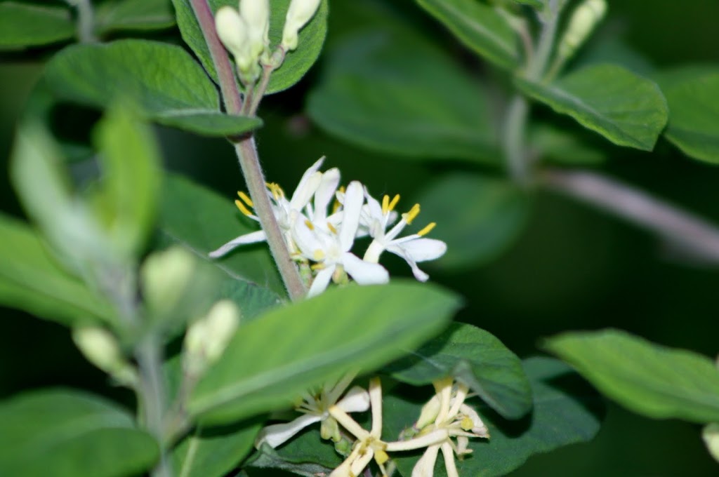 Lake Alice Wildlife Management Area | West Chazy, NY 12992, USA | Phone: (518) 897-1291
