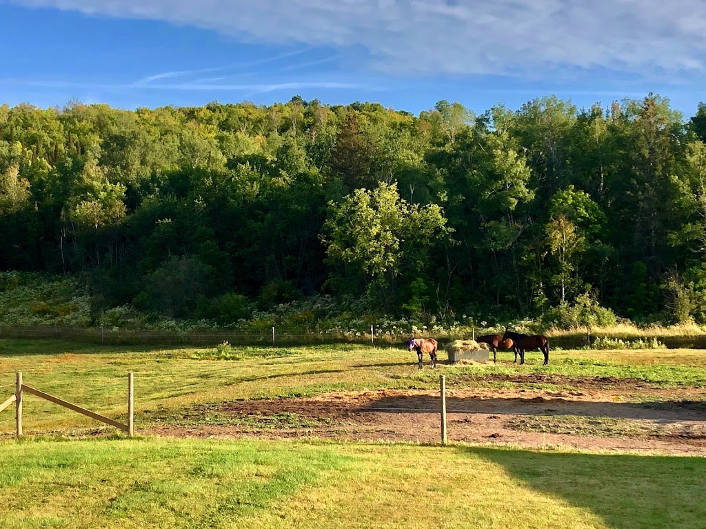 Ever After Equestrian Services | 15 Woodcock Rd, Massey, ON P0P 1P0, Canada | Phone: (289) 260-9048