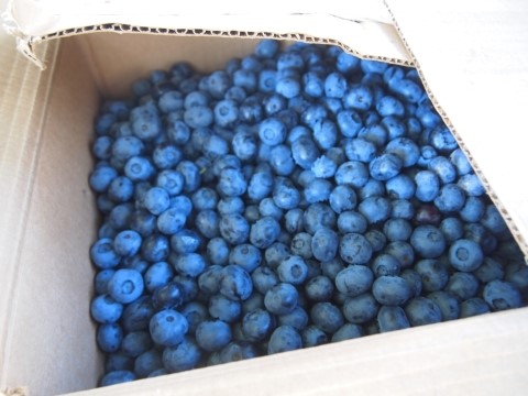 Arirang Farm | 620 Belcher St, Port Williams, NS B0P 1T0, Canada | Phone: (902) 599-4949