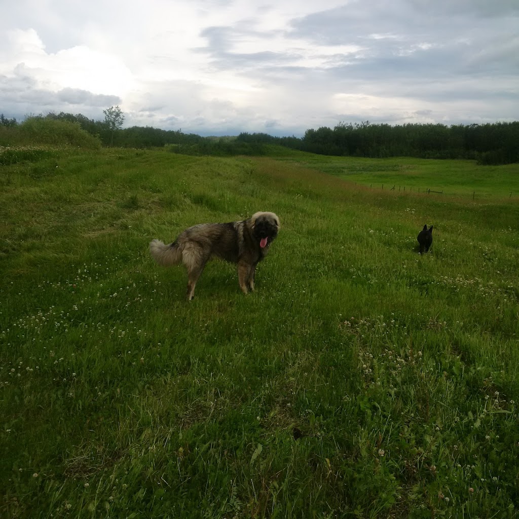 Kilwinning Kennels | 51063 Range Rd 224, Sherwood Park, AB T8C 1H1, Canada | Phone: (780) 996-4523