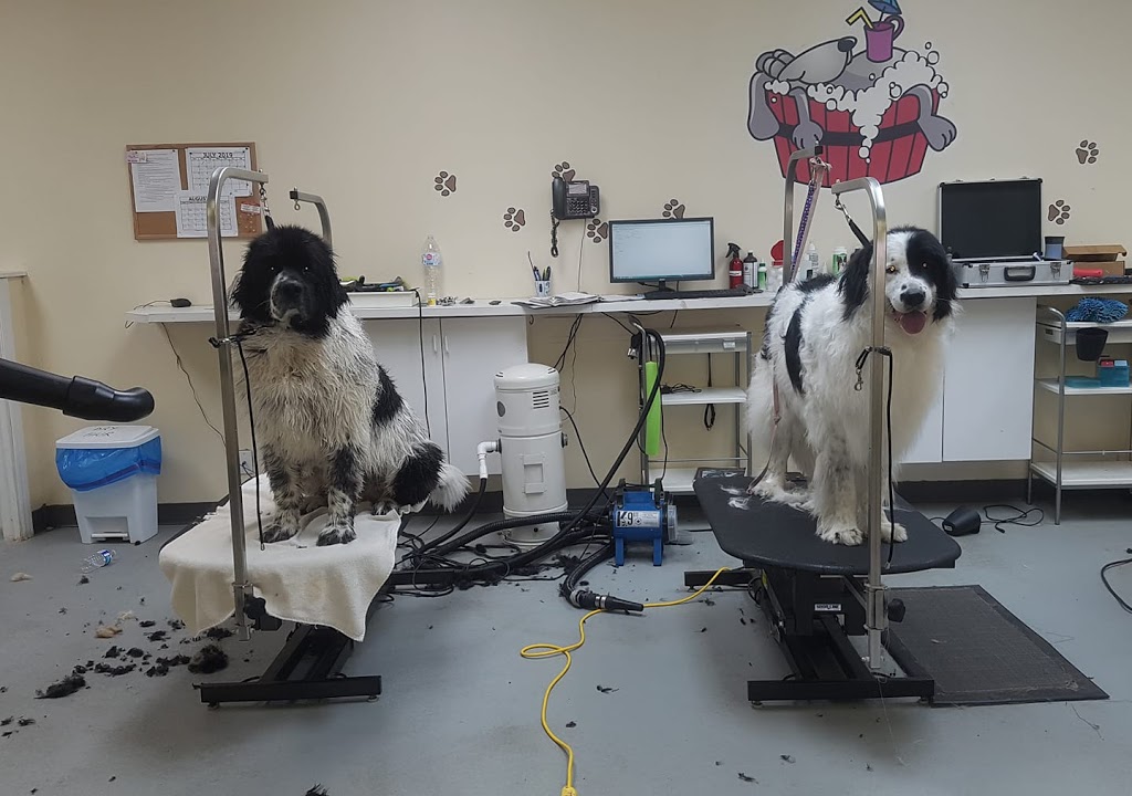 Paws in The Bath Dog Grooming | 1100 Gorham St #21, Newmarket, ON L3Y 8Y8, Canada | Phone: (905) 235-7227