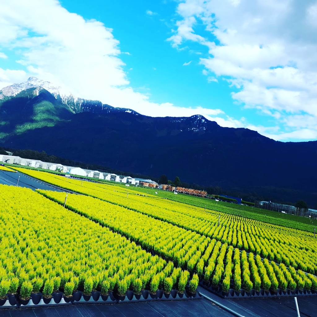 Qualitree Propagators Inc | 51546 Ferry Rd, Rosedale, BC V0X 1X2, Canada | Phone: (604) 794-3375