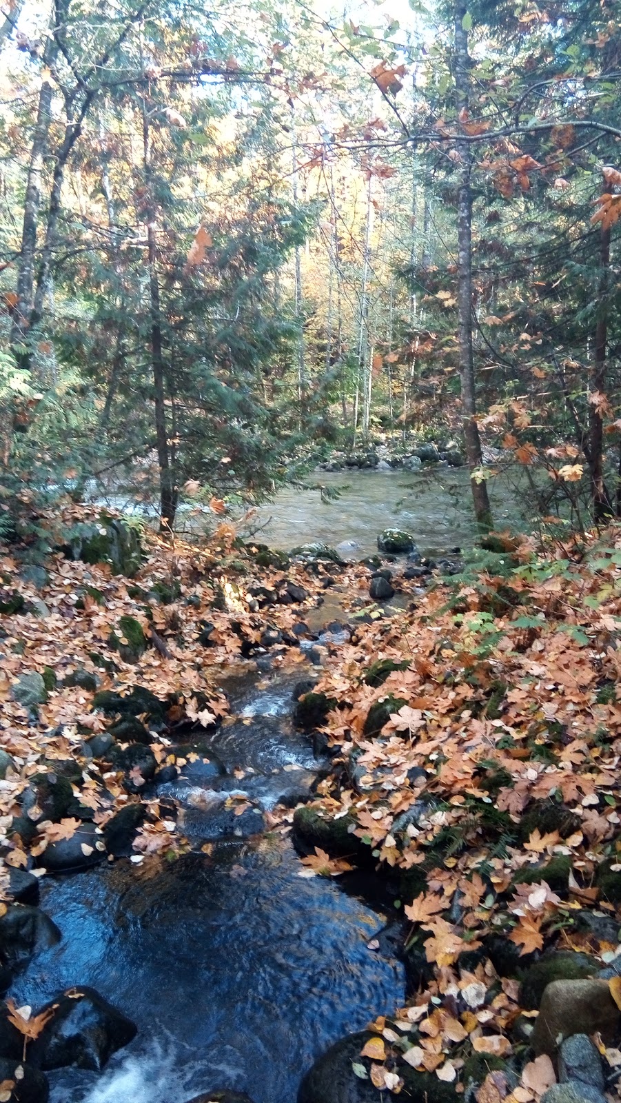 Coquitlam River Park | 1190 Shaughnessy St, Coquitlam, BC V3E, Canada