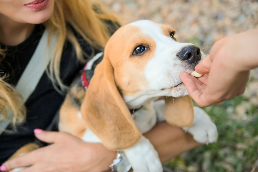 Hearts & Hounds Dog Training | 3214 W 10th Ave, Vancouver, BC V6K 2L2, Canada | Phone: (604) 727-8595