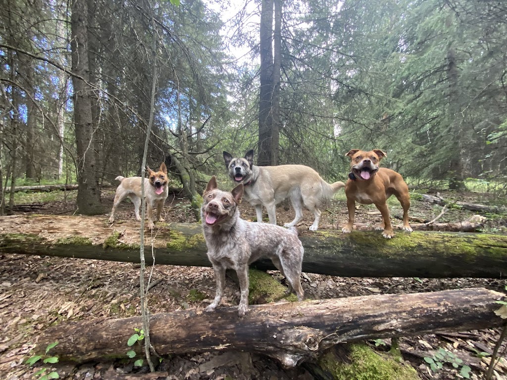 Paws Unleashed AB | 45076 AB-11, Condor, AB T0M 0P0, Canada | Phone: (403) 304-9738