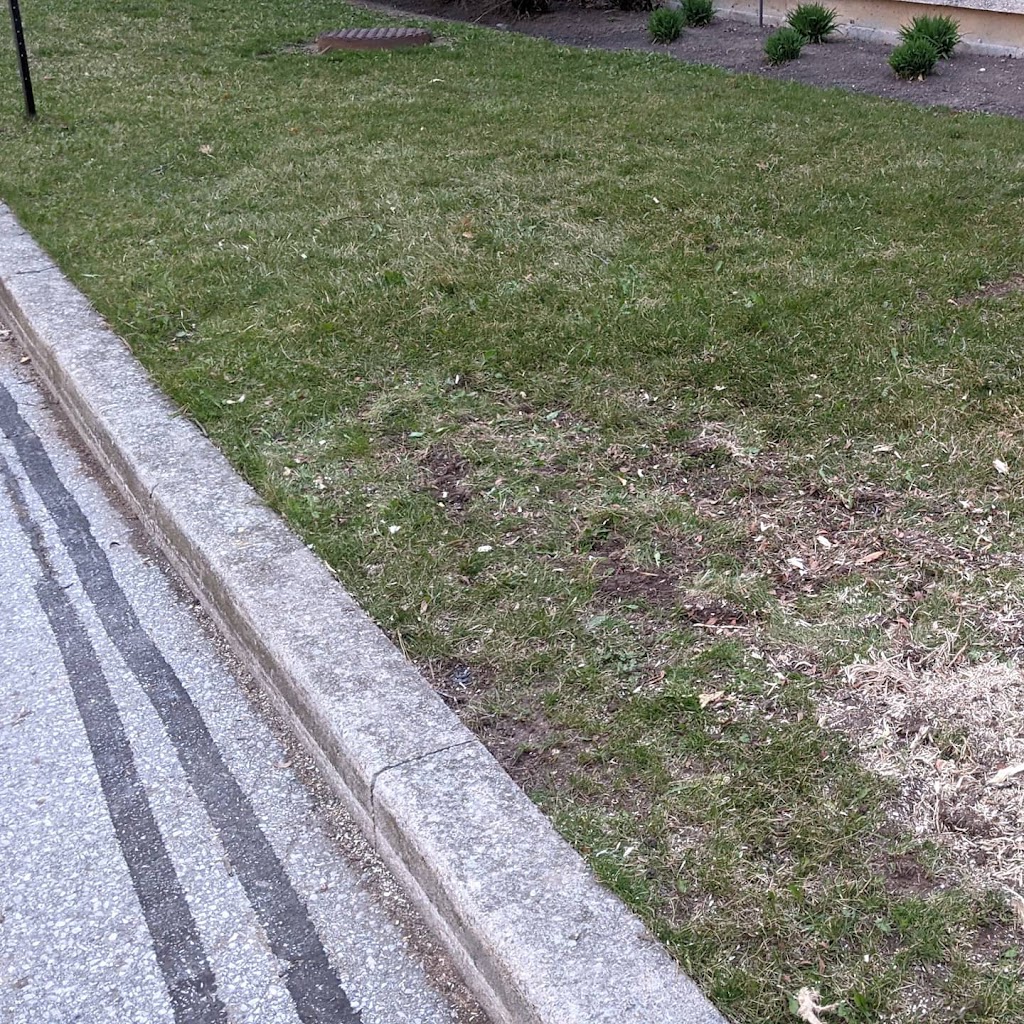 Caledon Stump Grinding | 18314 Humber Station Rd, Caledon, ON L7E 0Z5, Canada | Phone: (647) 295-0157