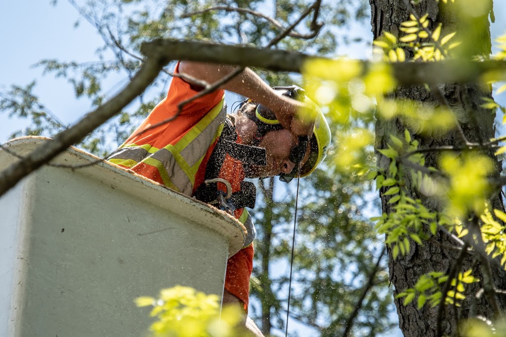 McFarlan Tree Care Inc. | 572 Huron Dr, Burlington, ON L7T 3V5, Canada | Phone: (905) 516-4453