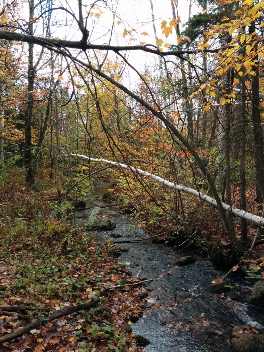 Parc Henri-Piette | 723 Chemin de Ste Anne des Lacs, Sainte-Anne-des-Lacs, QC J0R 1B0, Canada | Phone: (450) 224-2675