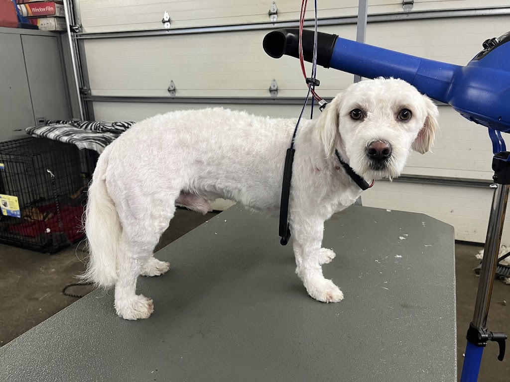 K9 Clippers | 14 Industrial Park Rd, Haliburton, ON K0M 1S0, Canada | Phone: (289) 383-5964