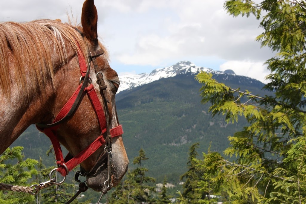 Copper Cayuse Outfitters | 7830 Pemberton Meadows Rd, Pemberton, BC V0N 2L0, Canada | Phone: (604) 698-7751