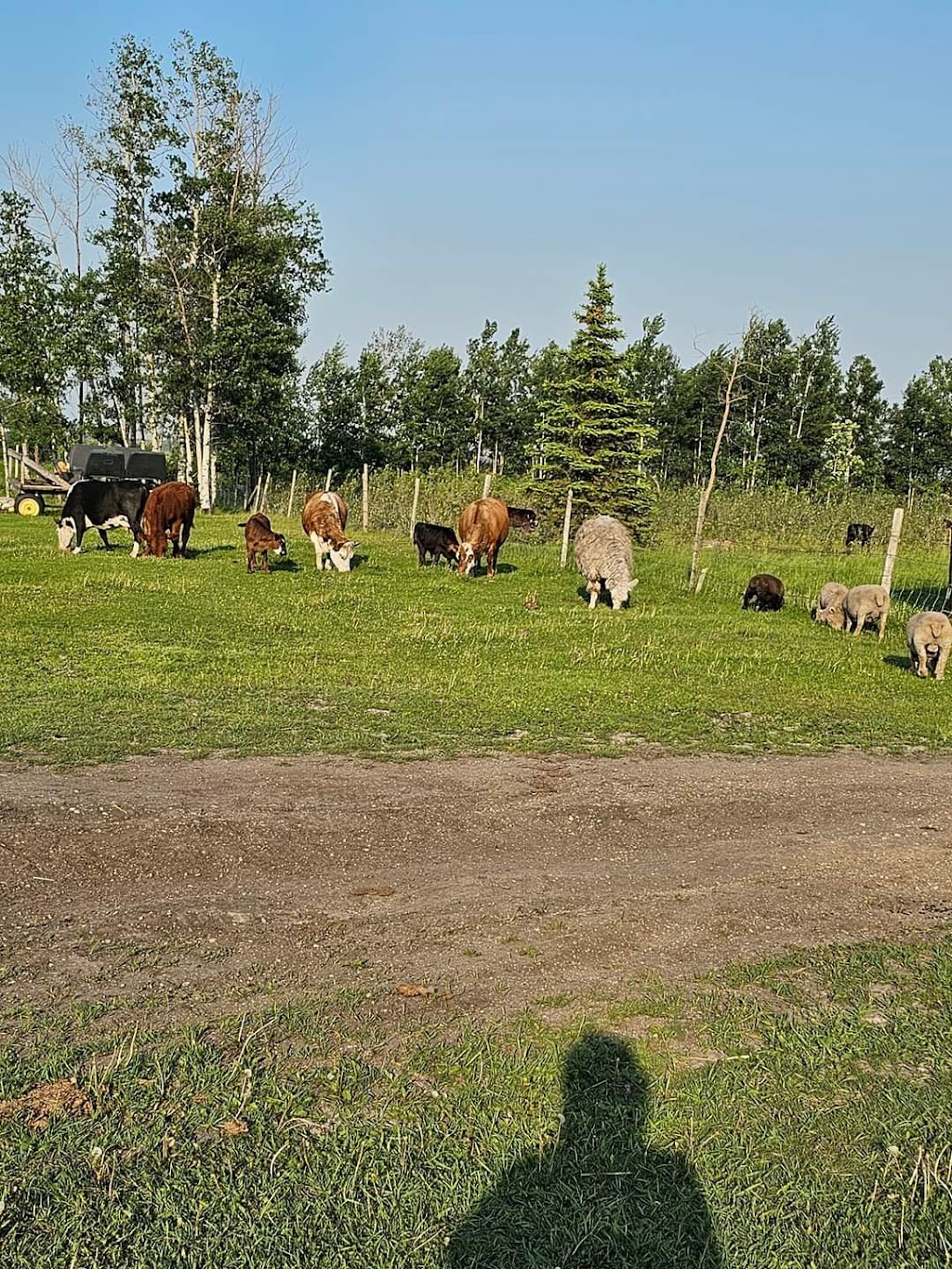 Mini Acres Ranch | Box 56, McCreary, MB R0J 1B0, Canada | Phone: (204) 647-0604