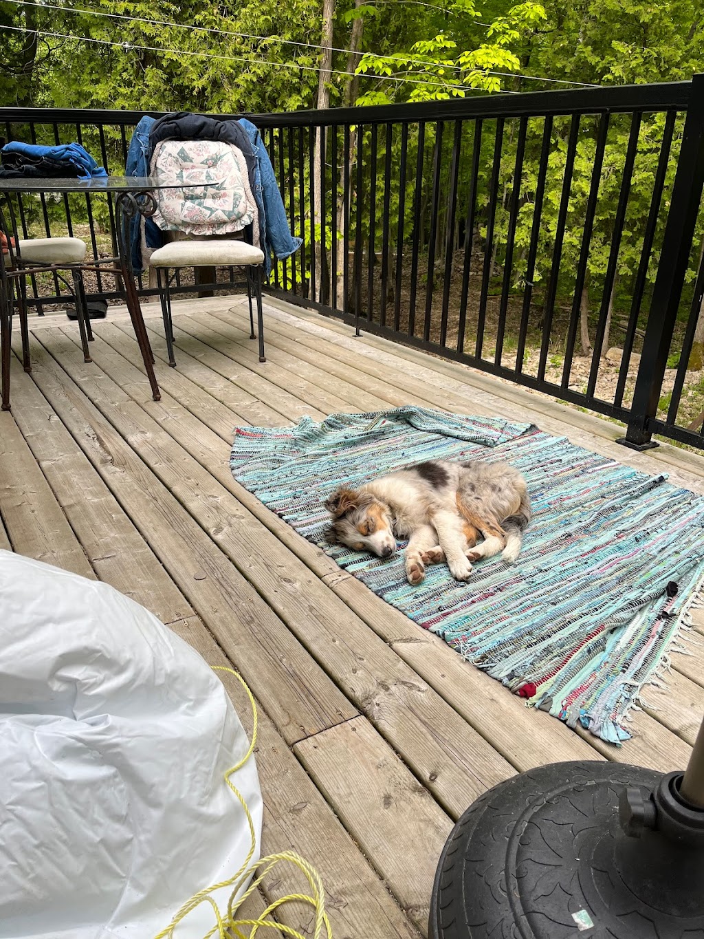 White Star Dog Boarding | 30 Dockside Road, Neyaashiinigmiing, ON N0H 2T0, Canada | Phone: (519) 534-9811