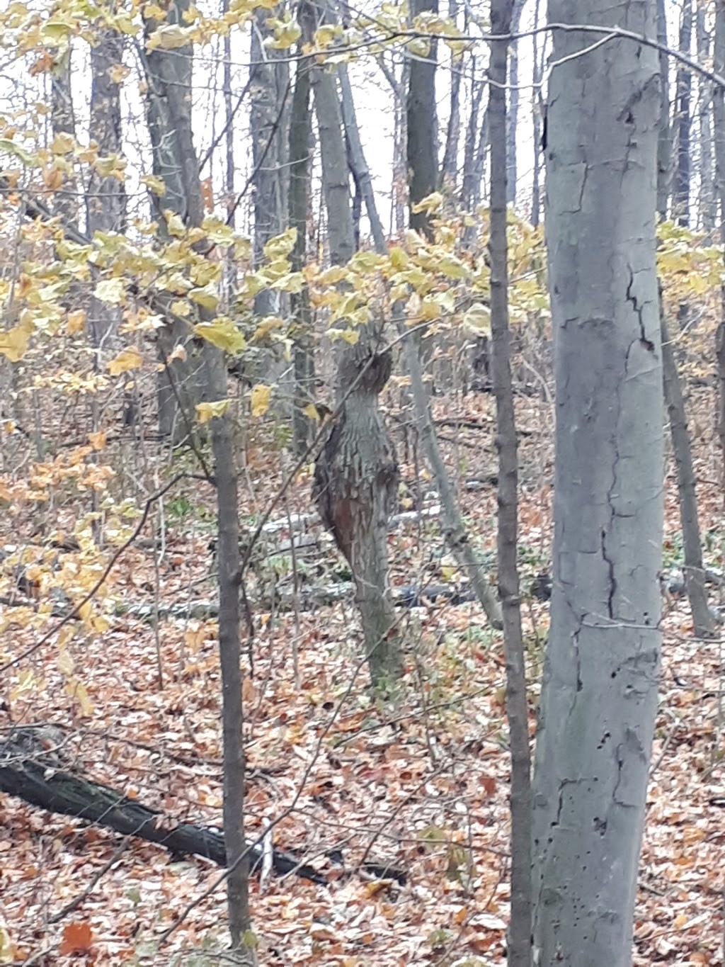 Schmidt Woods | Baden, ON N3A 0C4, Canada