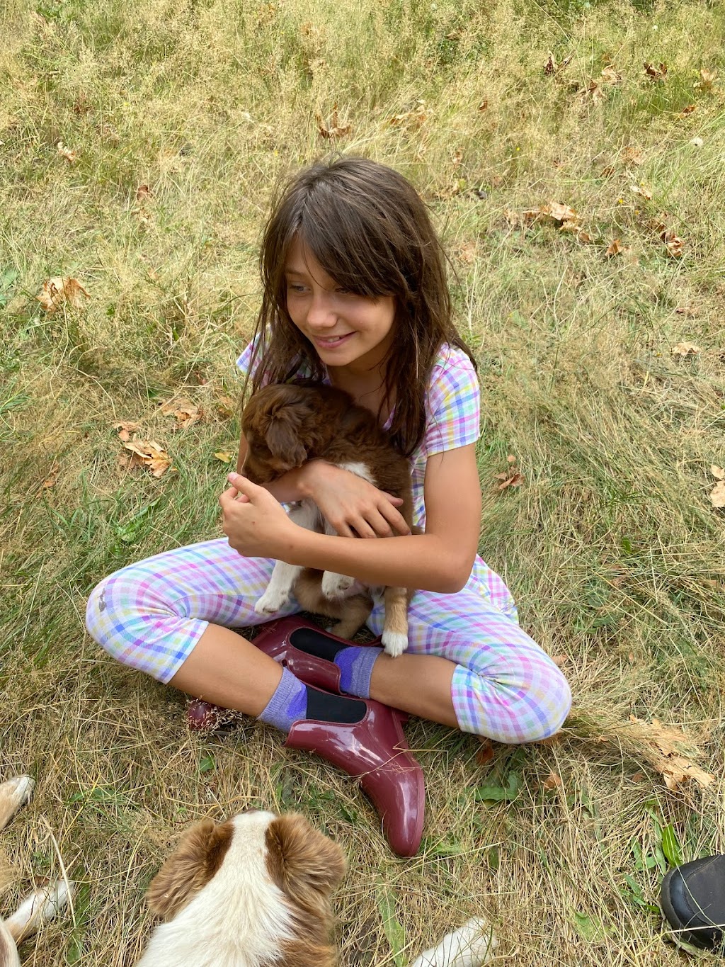 Ravine Acres Miniature Australian Shepherds | Box 258, Merville, BC V0R 2M0, Canada | Phone: (780) 387-8697