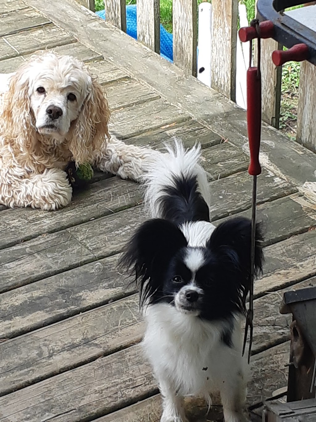 Diamond Dogwalking | 49519 Yale Rd, Chilliwack, BC V4Z 0B3, Canada | Phone: (604) 799-1809