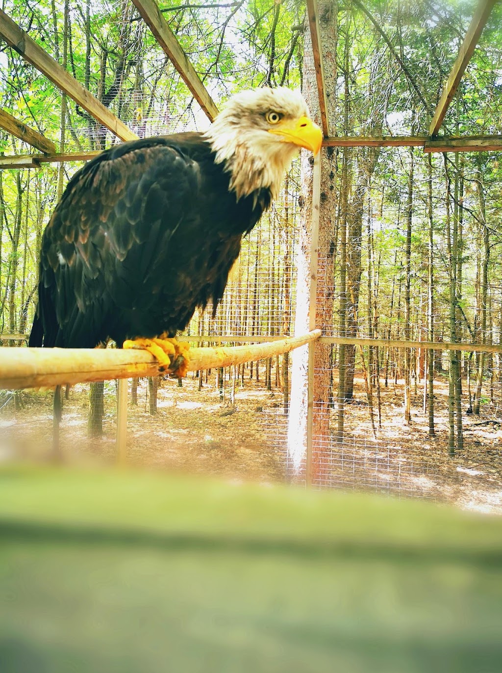 Zoo Animalia - Refuge pour animaux | 3381 Rang des Chutes, Saint-Édouard-de-Maskinongé, QC J0K 2H0, Canada | Phone: (514) 475-3160