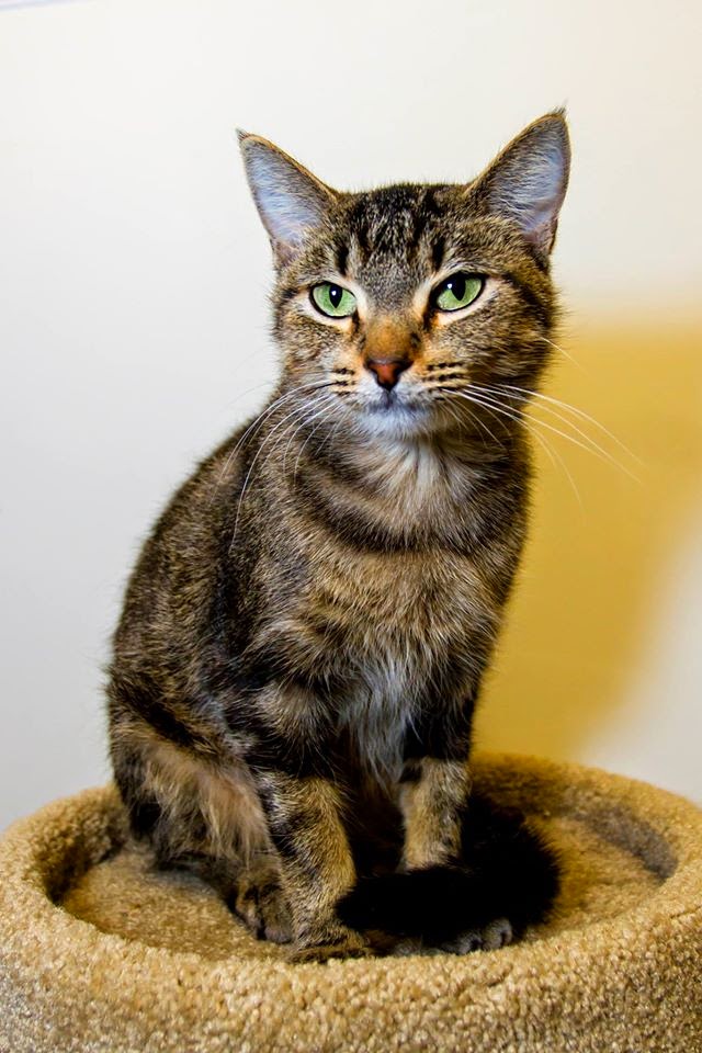 Stratford-Perth Humane Society | 125 Griffith Rd, Stratford, ON N5A 6S4, Canada | Phone: (519) 273-6600