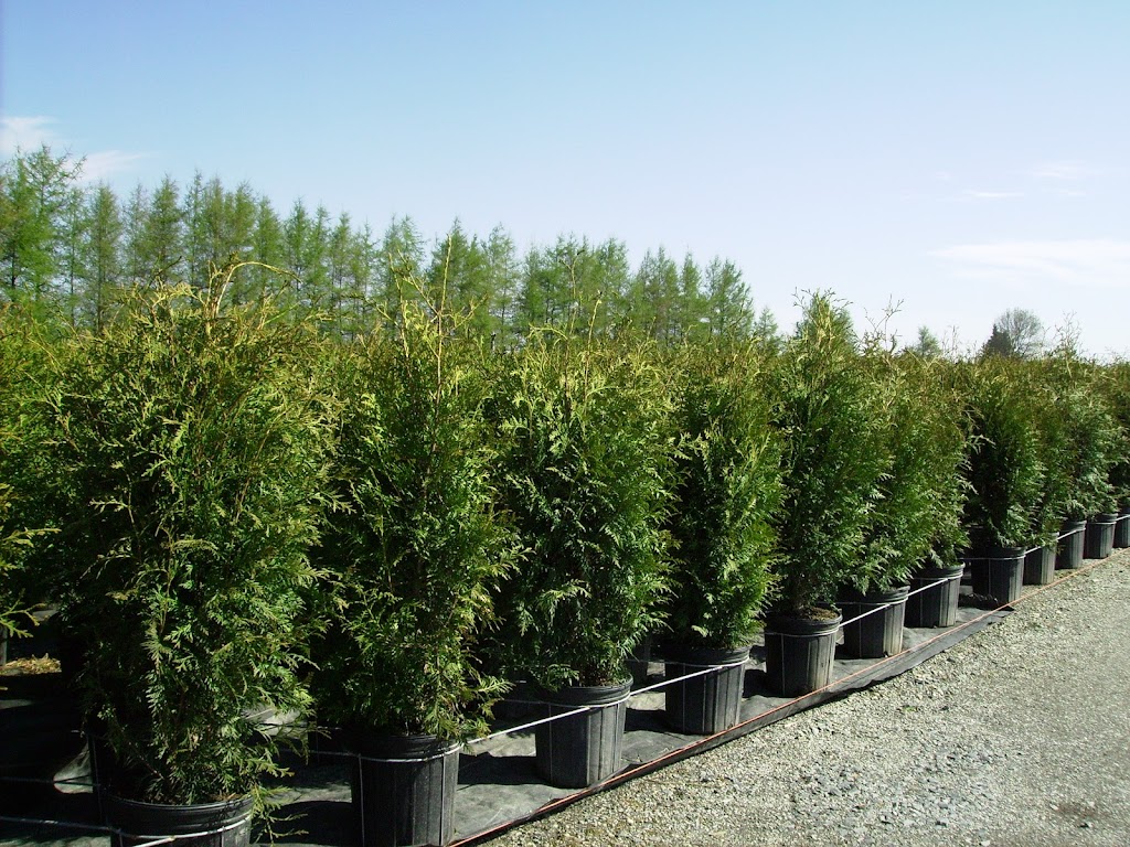 Bechedor inc. | 1508 25e Av, Saint-Prosper, QC G0M 1Y0, Canada | Phone: (418) 594-8580