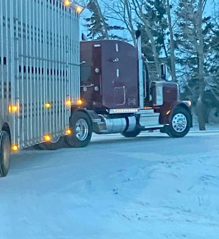 Hurum Trucking Livestock Hauling | Box 93, 5228 58 Ave, Viking, AB T0B 4N0, Canada | Phone: (780) 385-0507