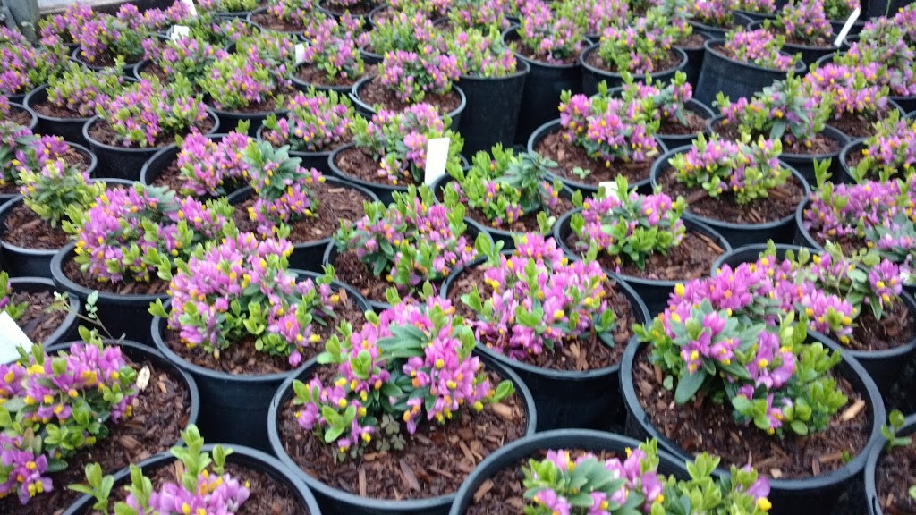 Pacific Northwest Propagators Inc. | 10082-10188 Chapman Rd, Rosedale, BC V0X 1X2, Canada | Phone: (604) 701-2020