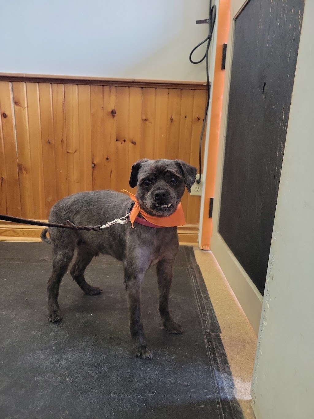 JenniFERS Grooming | 9 Queen St W, Elmvale, ON L0L 1P0, Canada | Phone: (705) 322-9583