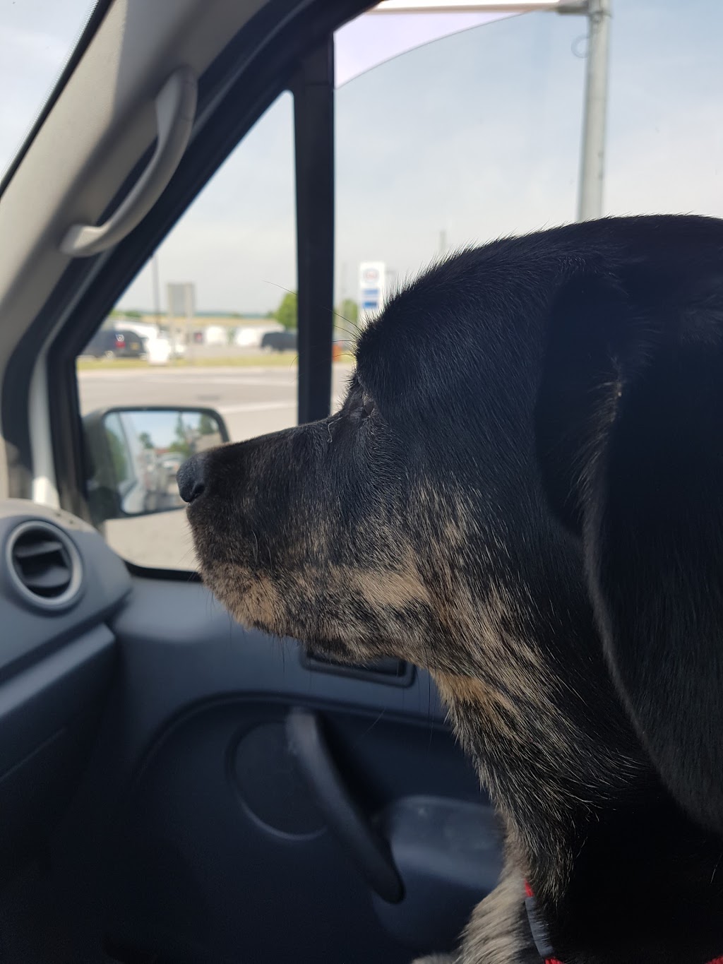 Oshawa Animal Hospital | 670 Taunton Rd W, Oshawa, ON L1L 0N9, Canada | Phone: (905) 728-4644