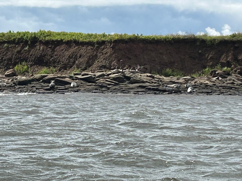 Adventures Marine zodiac Boat Tours | Dock A Charlottetown Yacht Club 2 Pr, Charlottetown, PE C1A 4J6, Canada | Phone: (902) 916-9940