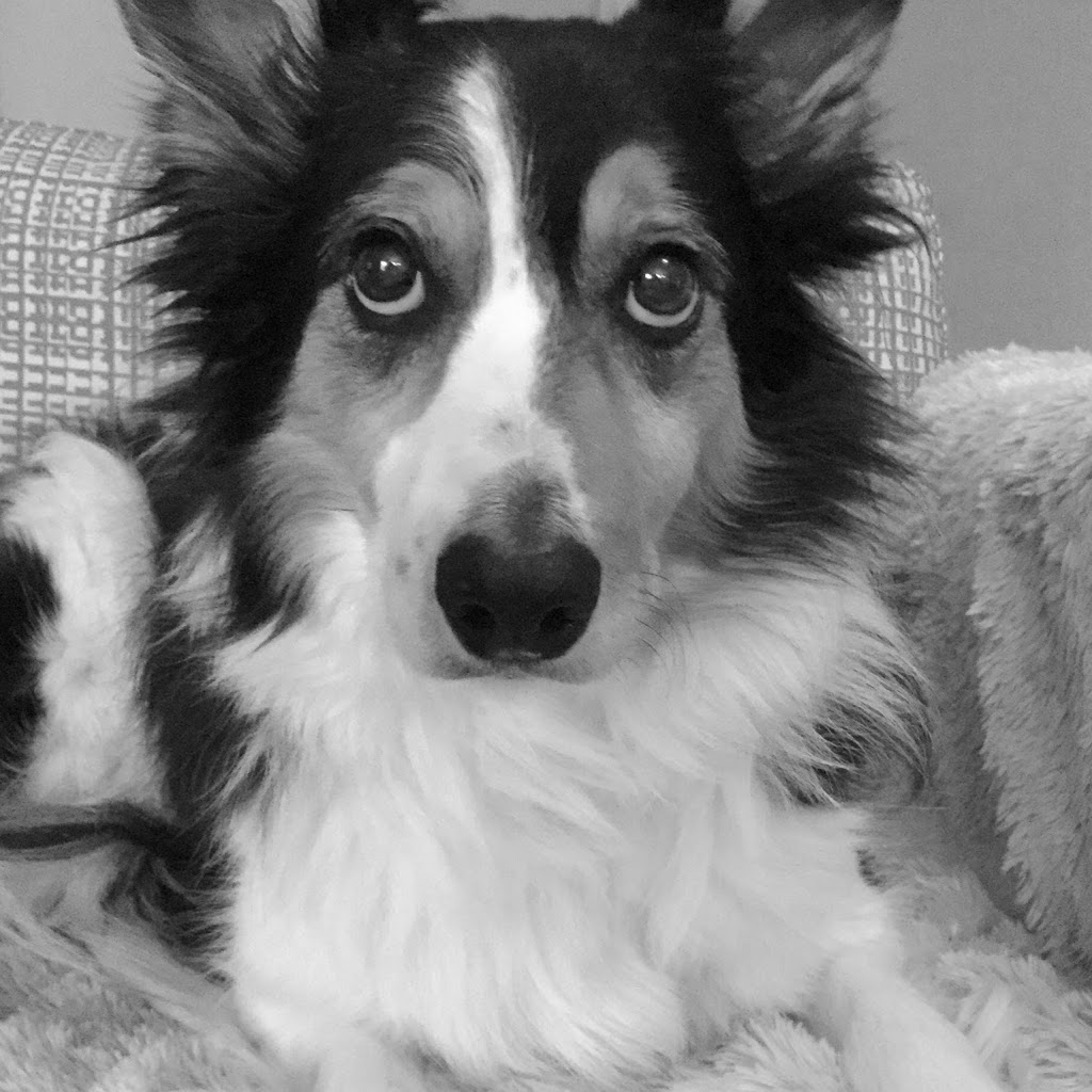 Four Paws Pet Grocery & Boutique - Pet Food and Supplies Sidney  | 305-9810 Seventh St, Sidney, BC V8L 4W6, Canada | Phone: (250) 656-5553