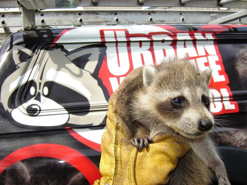 Urban Wildlife Control Inc. | 264295 Southgate Rd 26, Durham, ON N0G 1R0, Canada | Phone: (519) 888-7828