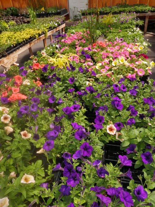 Rainbow Mill Gardens | Mill Rd, Anola, MB R0E 0A0, Canada | Phone: (204) 866-3000