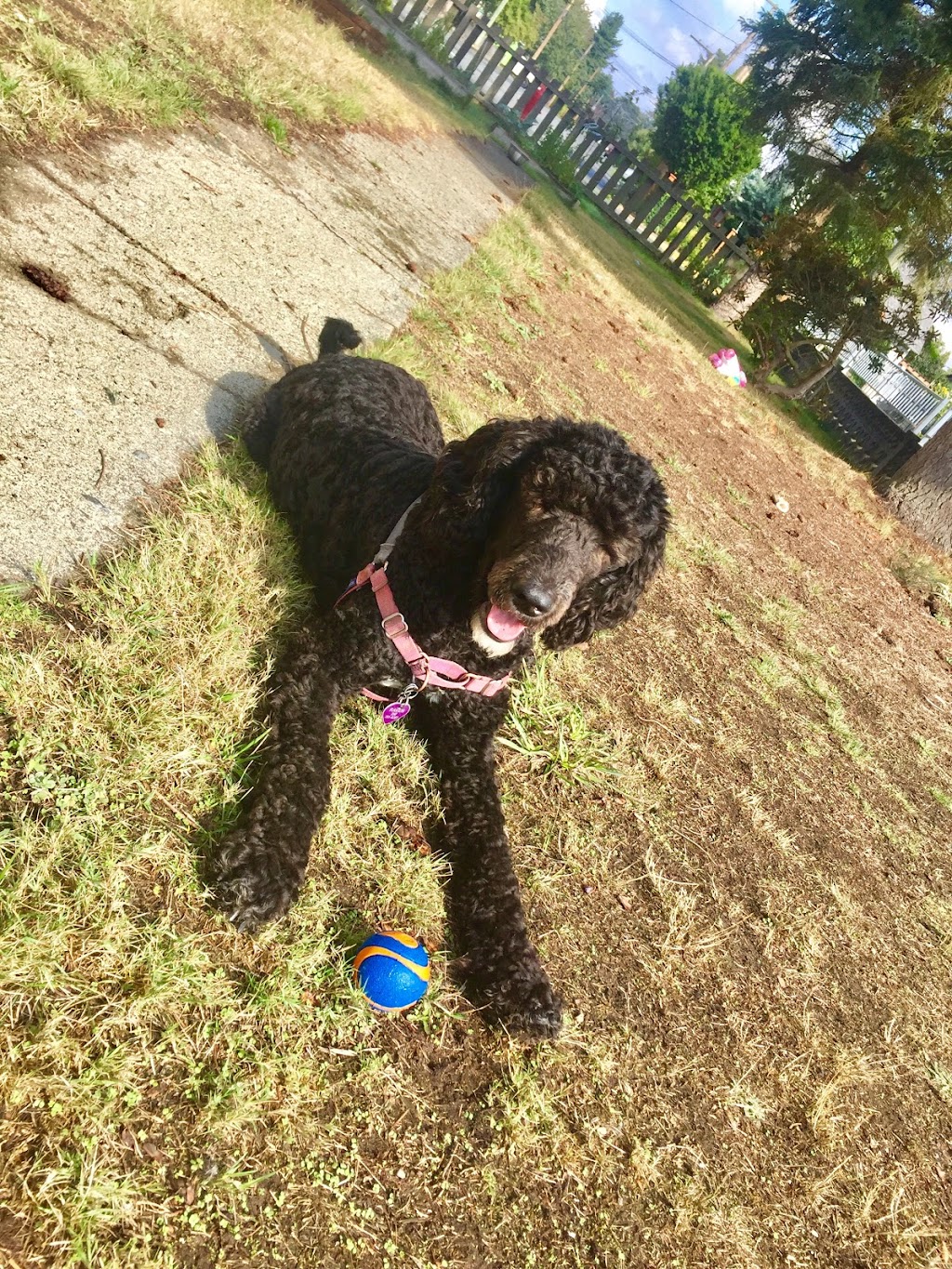 Huggable Hounds | 4370 Akira Rd, Duncan, BC V9L 6J4, Canada | Phone: (250) 715-1084