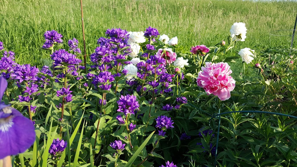 Gloucester Allotment Garden | 1988 Kelden Crescent, Gloucester, ON K1B 4Y7, Canada